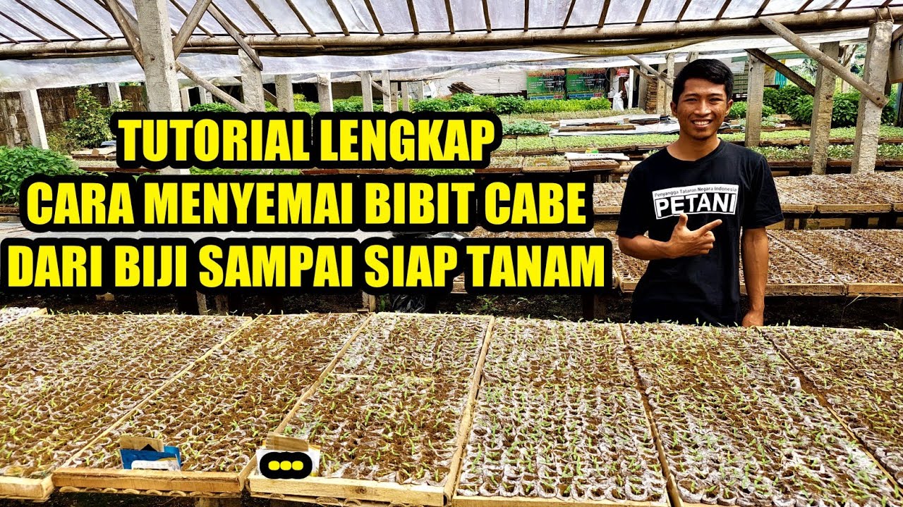 TUTORIAL LENGKAP MEMBUAT BIBIT | CABE CARA MENANAM CABE