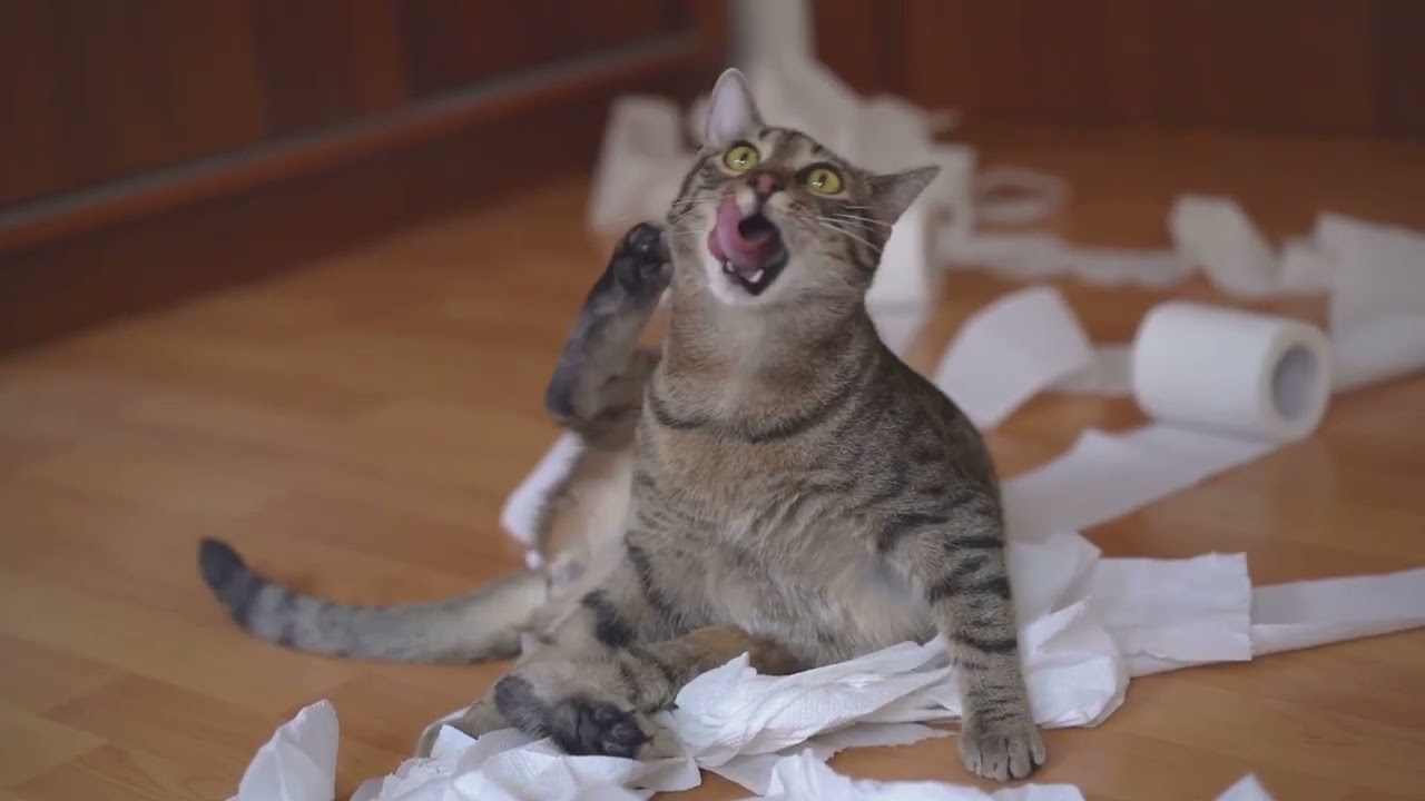 The Unsolved Mystery of Kitten Capers