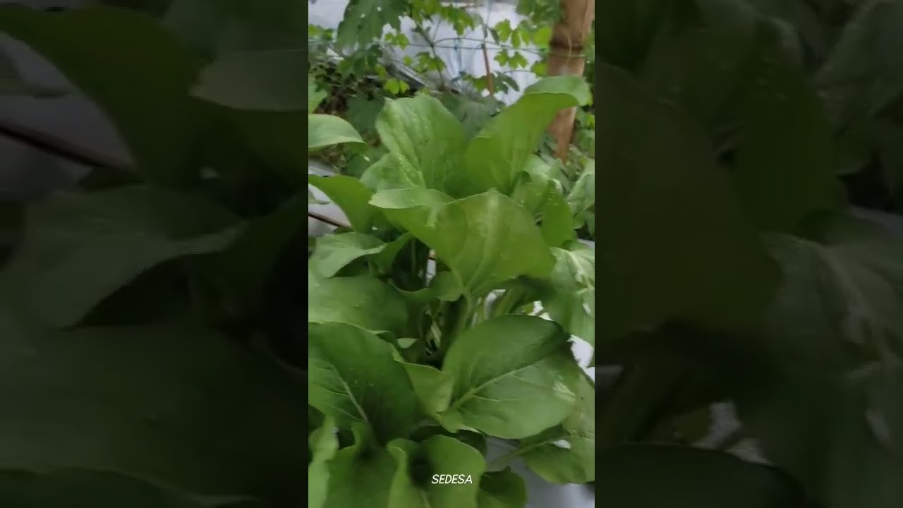 Lihat kebunku