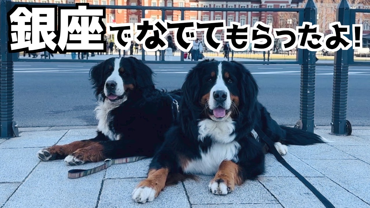大都会をお散歩‼️バーニーズと巡る丸の内・銀座・日比谷🐾