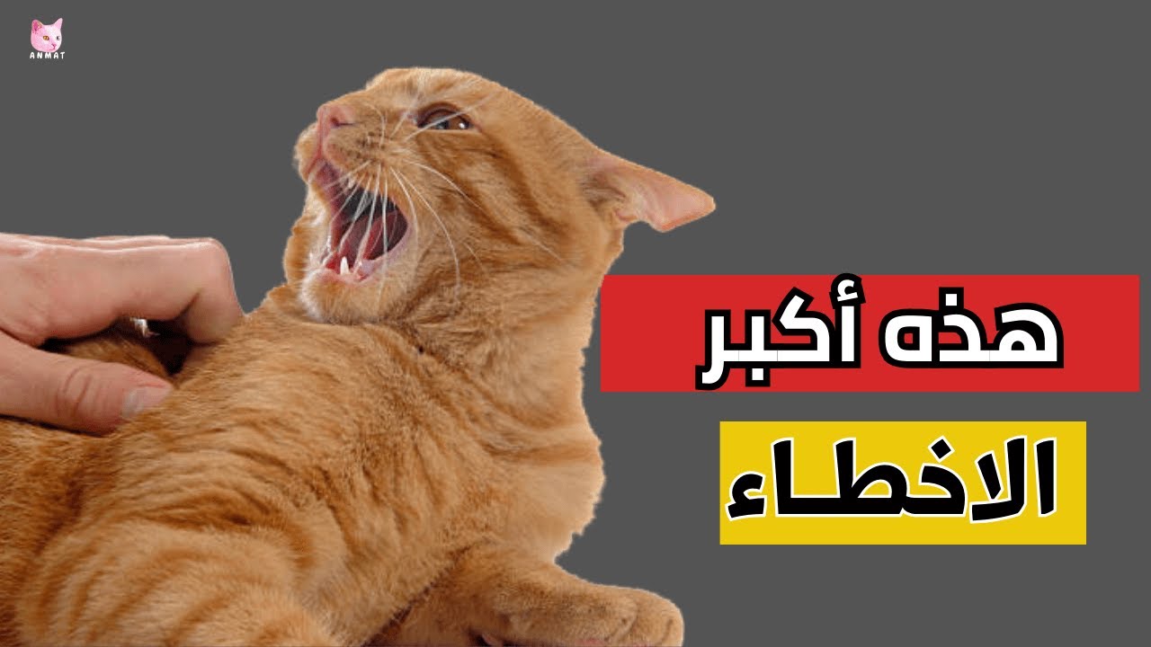 7 عادات غريبة عند القطط يخطئ المربون بمحاولتهم منعها 🐾 | لماذا تفعل القطط ذلك؟