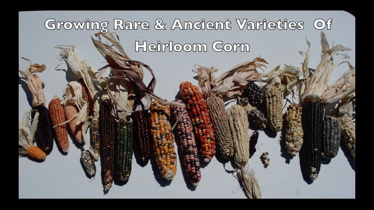 Growing Rare & Ancient Varieties of Heirloom Corn. Pawnee Eagle Corn