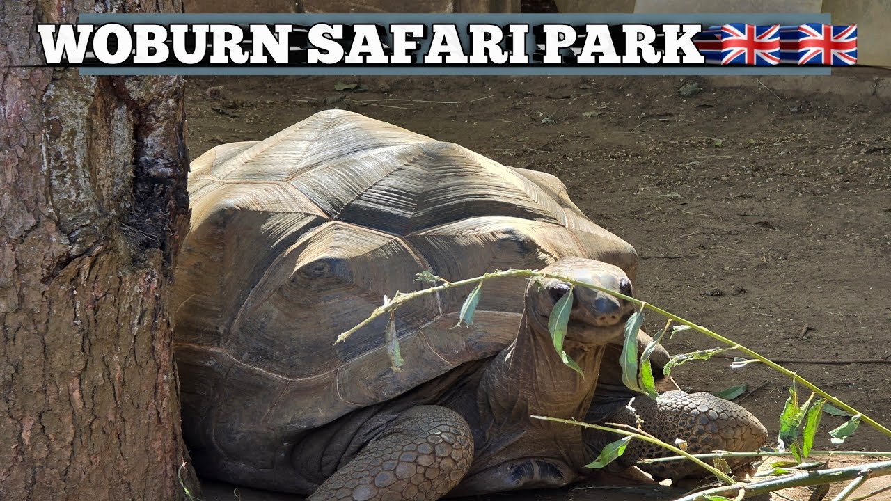 Woburn Safari Park || United Kingdom 🇬🇧 🇬🇧 || London || #vlog #vlogs