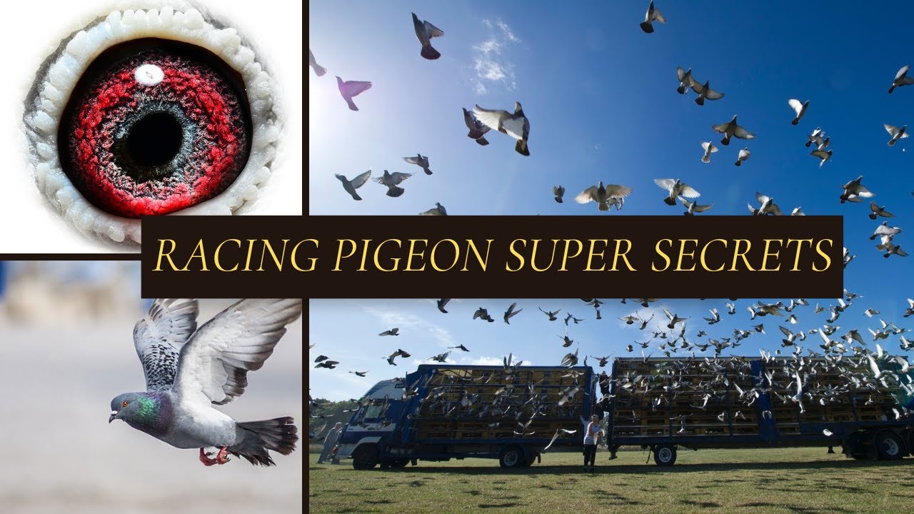 racing pigeons top top tips