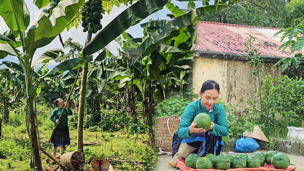Picking Green Papayas to Earn Rice Money | A True Story of Hard Work in the Countryside