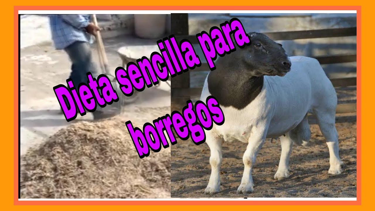 Como preparar ALIMENTO para BORREGOS🙊 [DIETA SIMPLE Y EFICAZ]