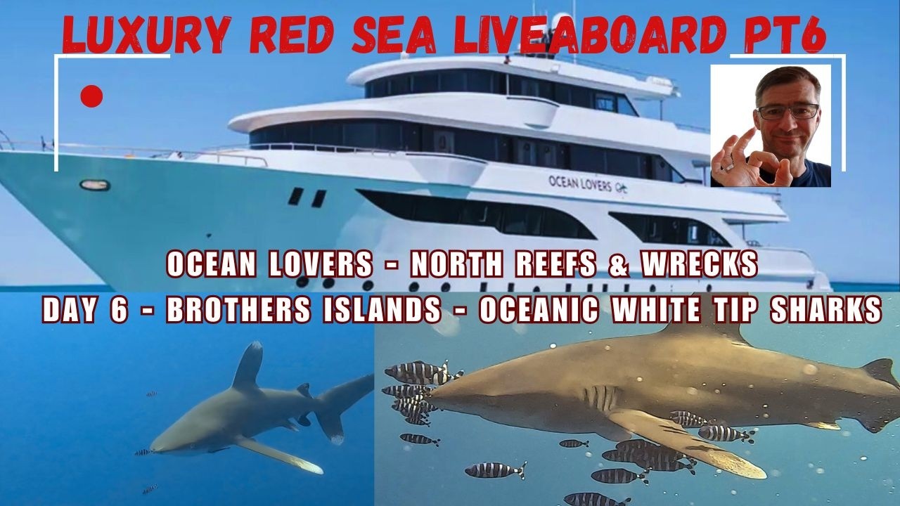 Red Sea Liveaboard Pt6 - Oceanic Whitetip Sharks (Longimanus) - Ocean Lovers - Stunning Close View
