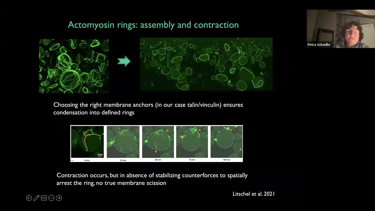 Build-a-Cell seminar Petra Schwille: News on artificial cell division