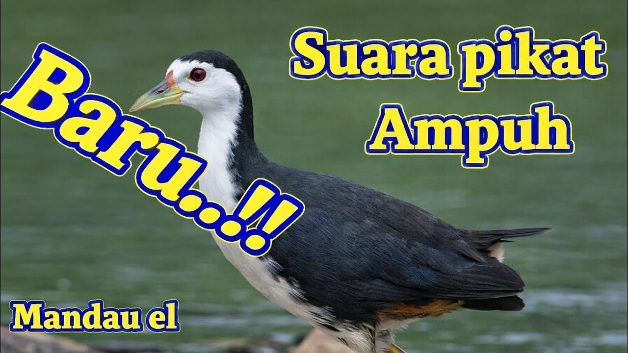 Ampuh.. Suara burung ruak ruak terbukti ampuh pikat ruak2 MP3 #burung #pikat #ruak2