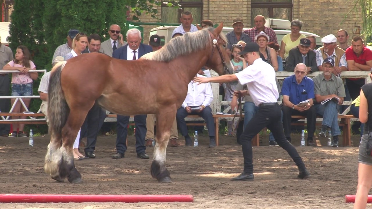 ogier SALURIK rasa arden polski ur. 2018 po og LURIC ard.szw po klaczy SAGA AV MOSSAGARD ard.szwe