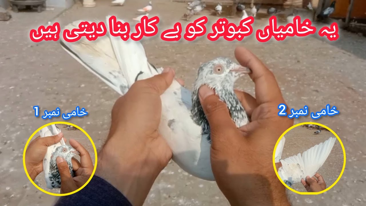 Ik Achay Kabootar Main Kon C Khamyan Nahi Honi Chahye || CH Kabootar Club 