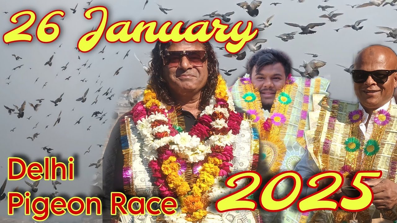 26 January Delhi Pigeon Race | Haji Haroon Delhi Azad Market by #mdbirds #golapigeons