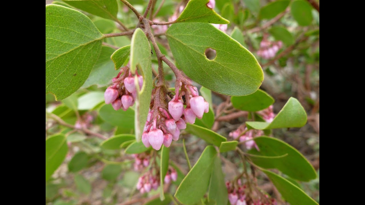 Arctostaphylos patula (greenleaf manzanita)