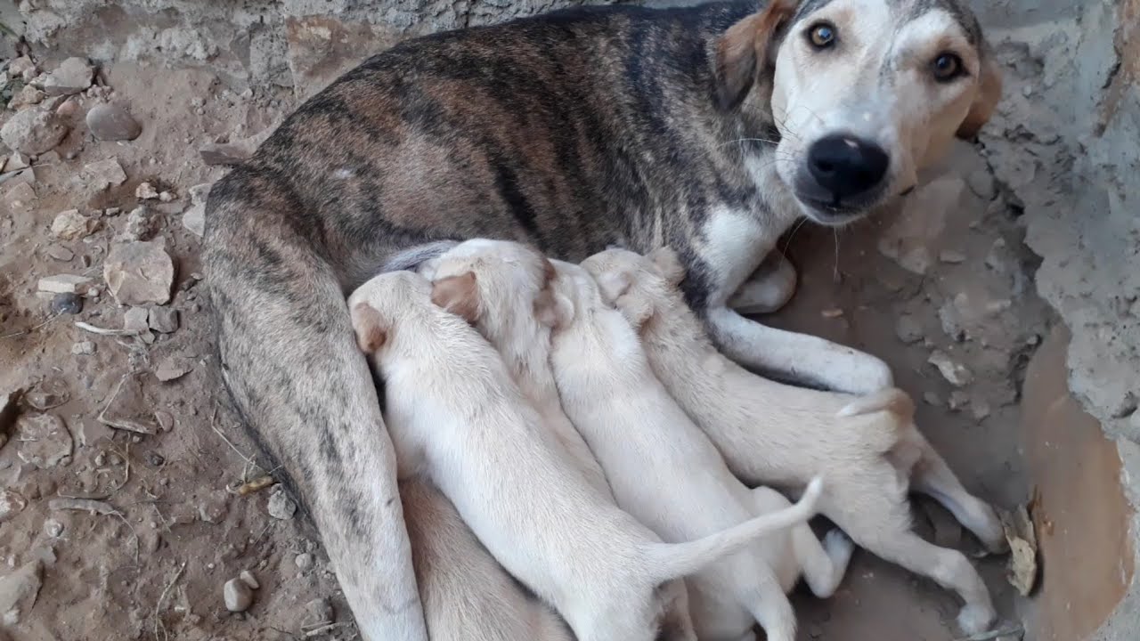 Mom Dog Nursing Their Cute Baby Puppies