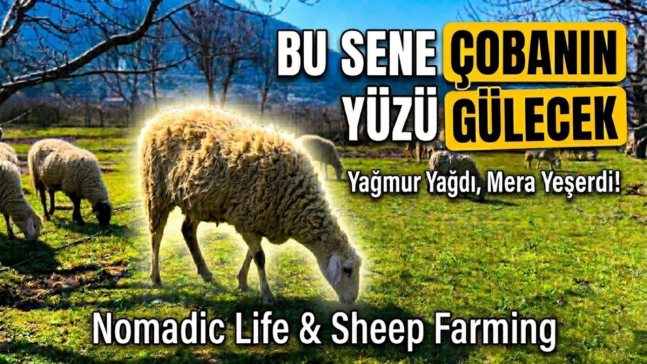 KOYUN PARASIYLA ALDIK!- Bitmek Üzere Olan Meslek: Çobanlık | Nomadic Life & Sheep Farming