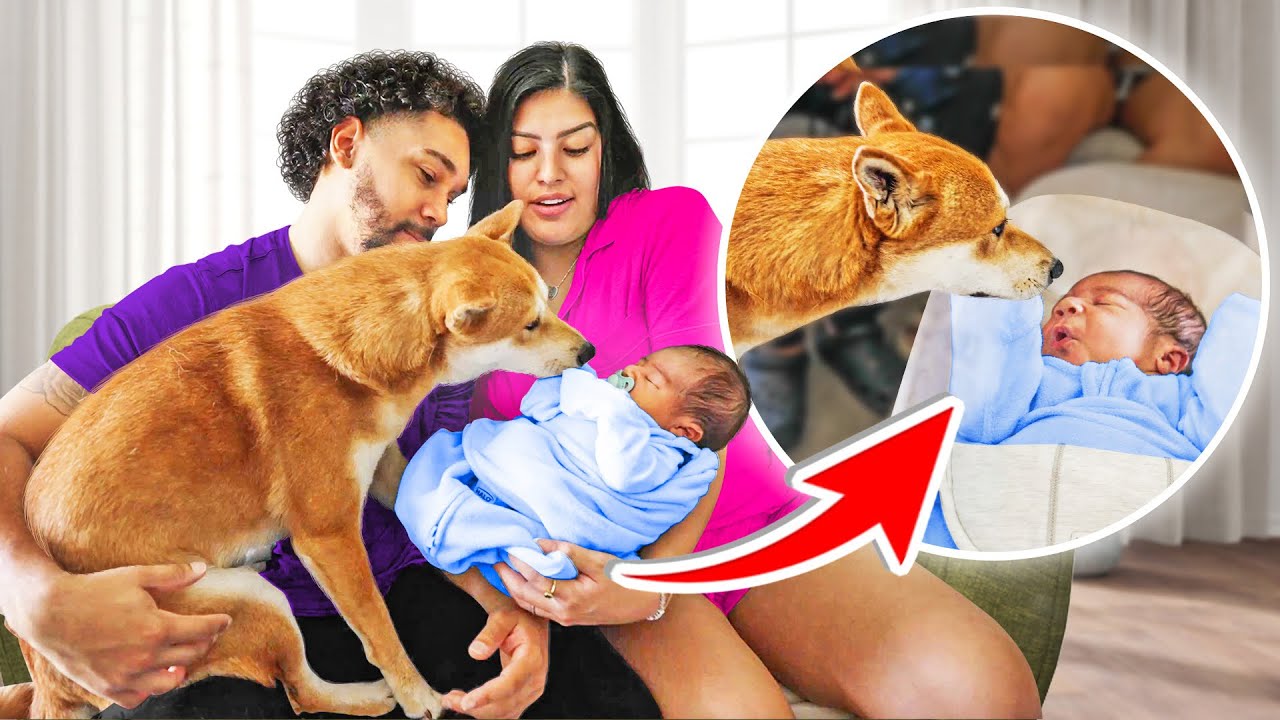 Baby Meets Puppy for First Time! *SHOCKING*