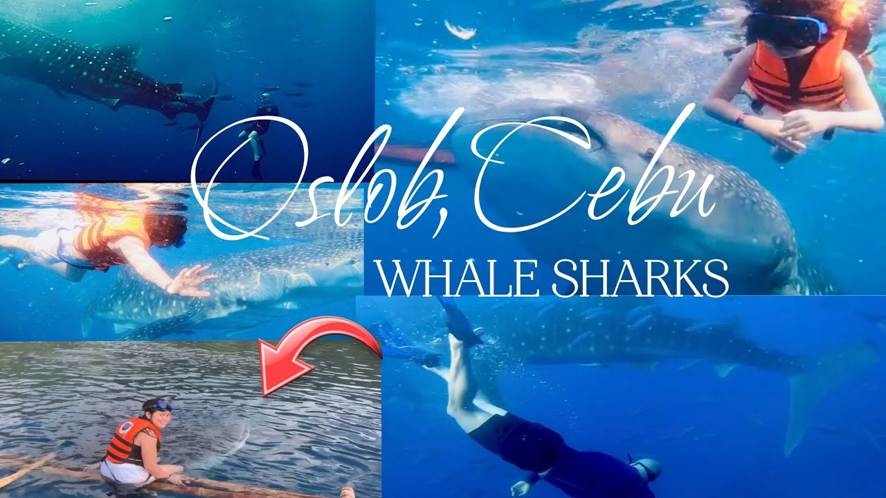Swimming with WHALE SHARKS in OSLOB, CEBU |TRAVEL GUIDE | Travelling with kids | TravelVlog (#39)