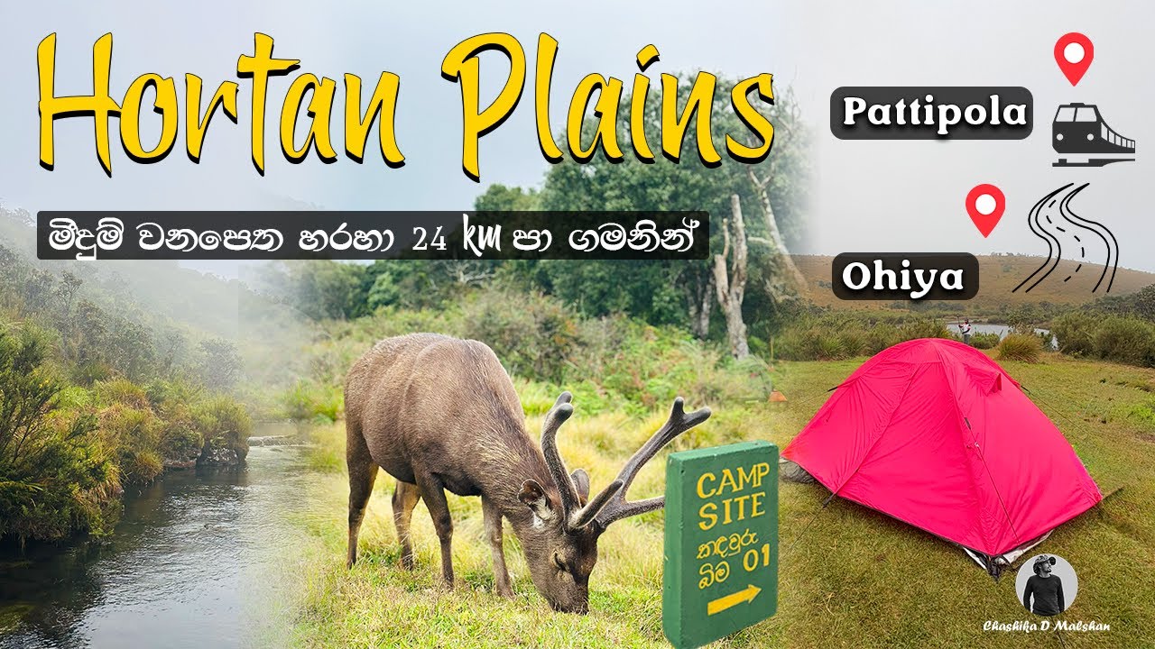 Horton Plains  | Pattipola to Ohiya 24km Trail | Horton Plains Camping & Hiking Sri Lanka #travel