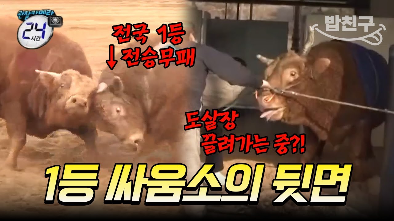 [#밥친구] 포르쉐 보다 비싼 싸움소😱 등장만으로 억대 몸값 소들을 긴장하게 만드는 소가 있다?! 왜인지 울컥하는 그의 비하인드🔥 | #관찰카메라24시간 44회