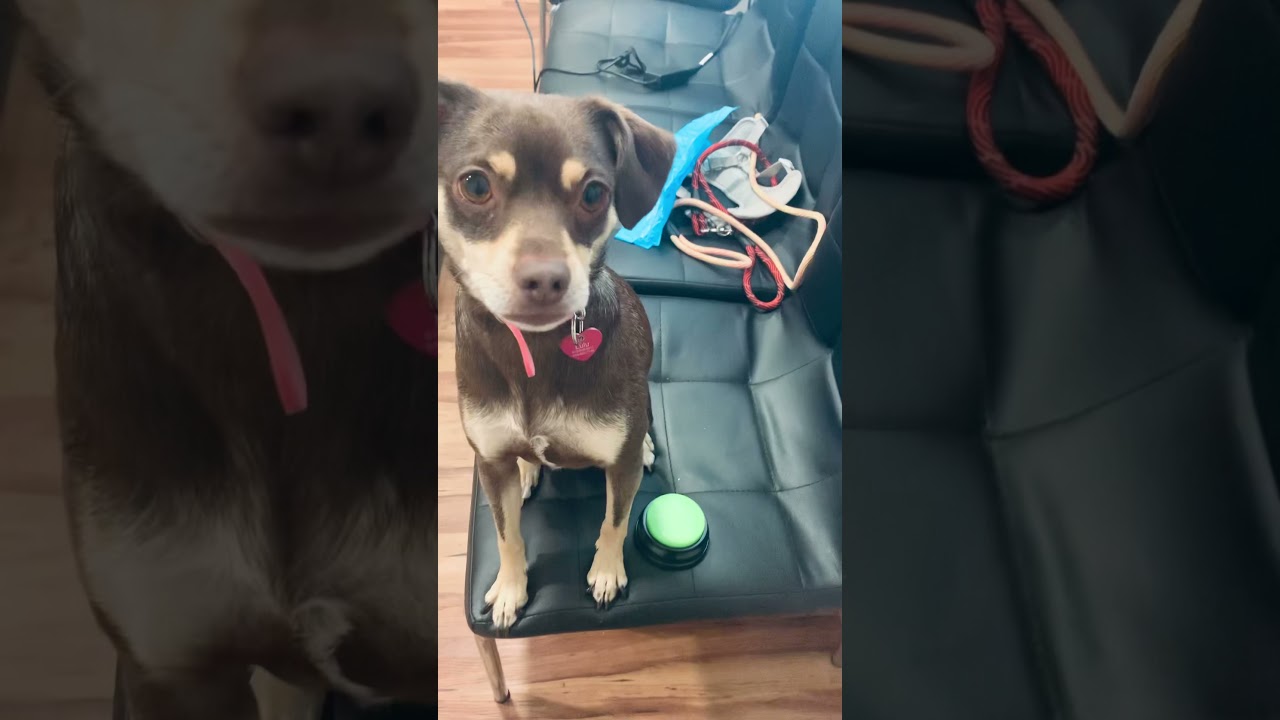 Talking Button Behavior Training With Dogs 🐕✅