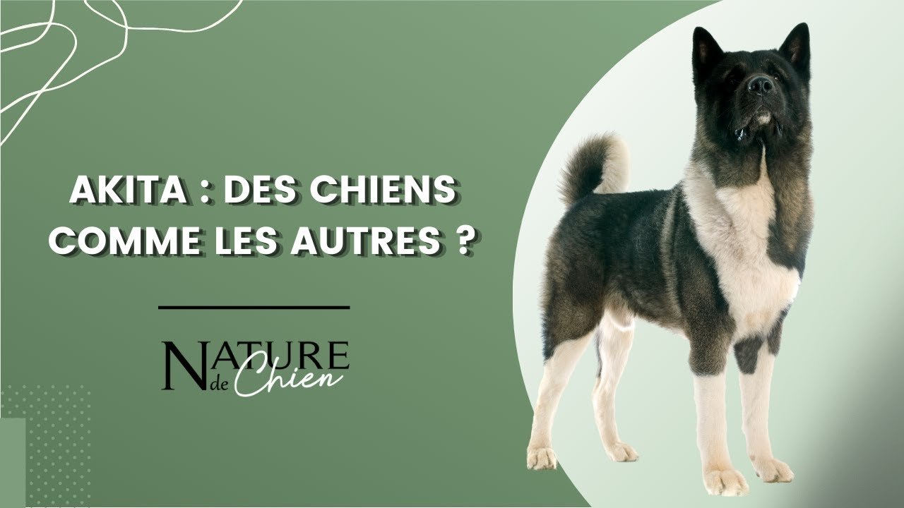 Akita : Des chiens comme les autres ?