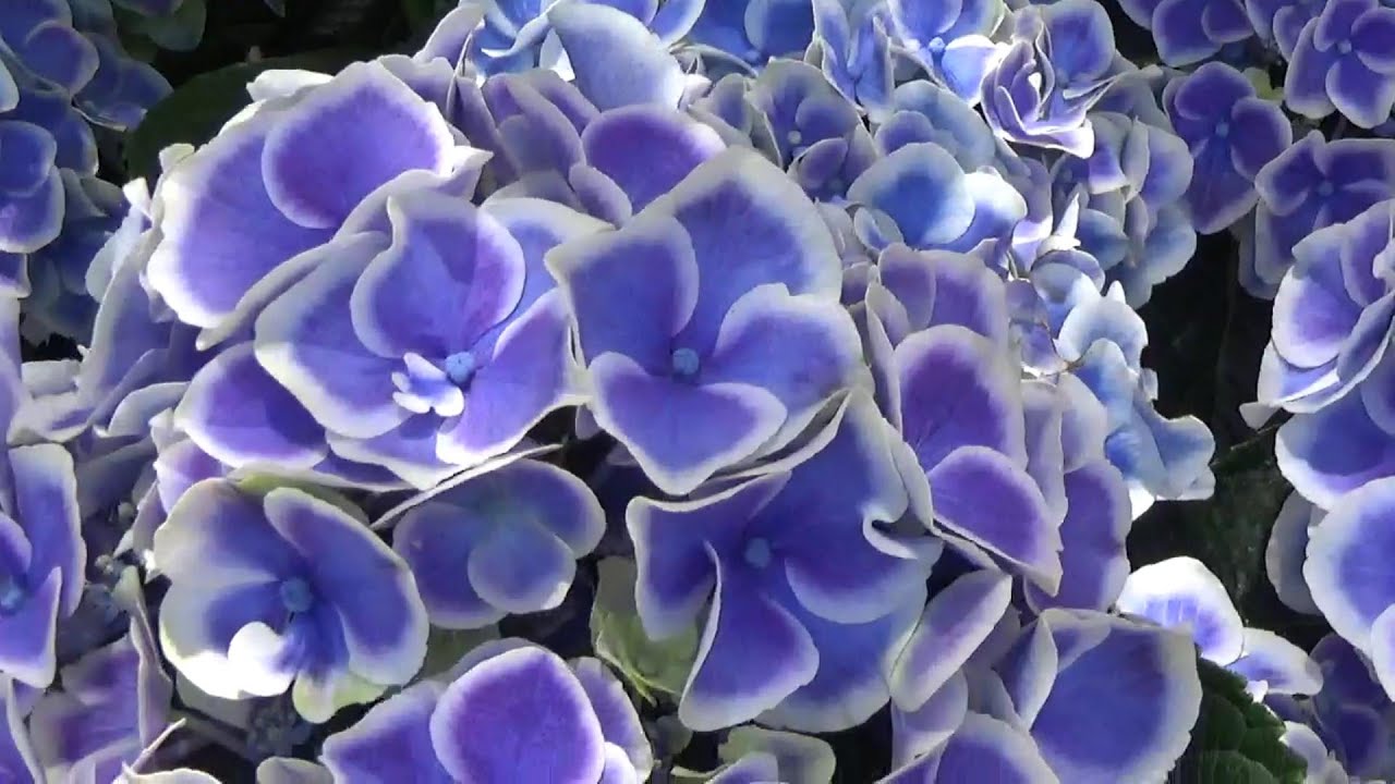 あじさい好き必見　形原温泉あじさい祭り　Katahara Hot spning Hydrangea Festival