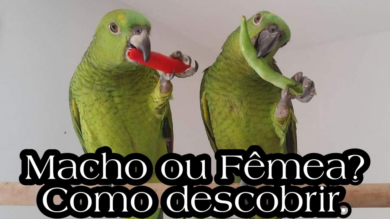 O Papagaio é Macho ou Fêmea?