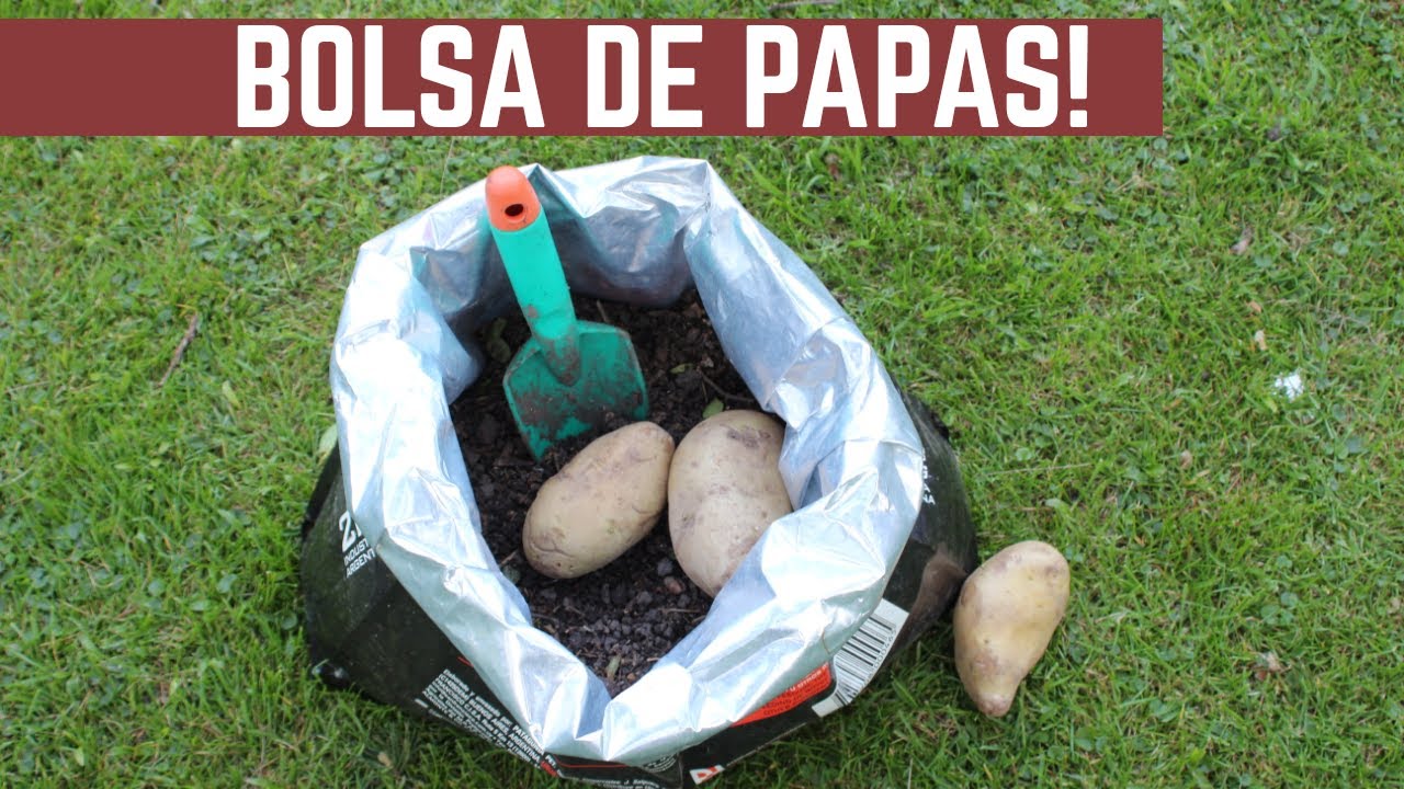NUEVO Metodo para Plantar Papas - Ahora En Bolsas!!!