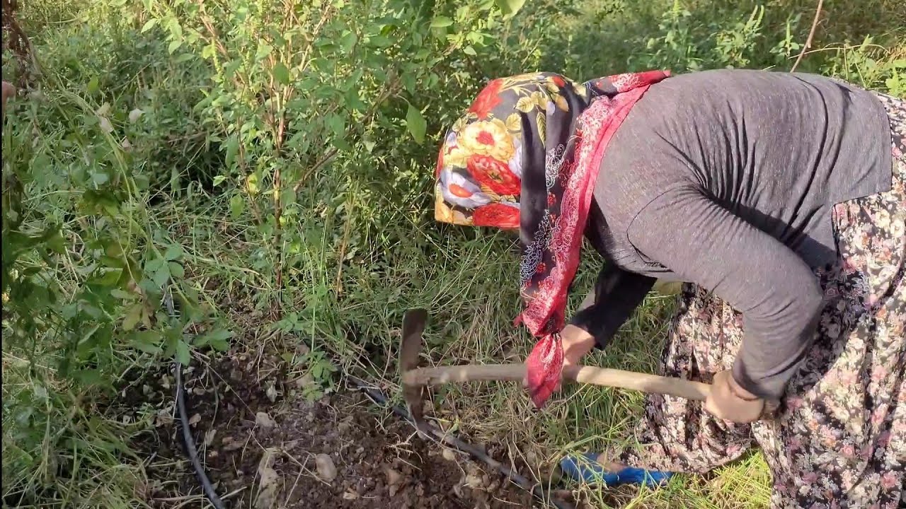 BUGÜN DE ÇAPAYLA FISTIK ÇIKARTIYORUZ