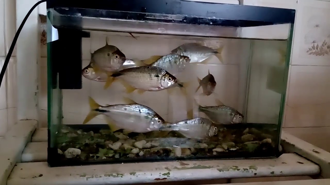 LAMBARIS NO AQU&Aacute;RIO !