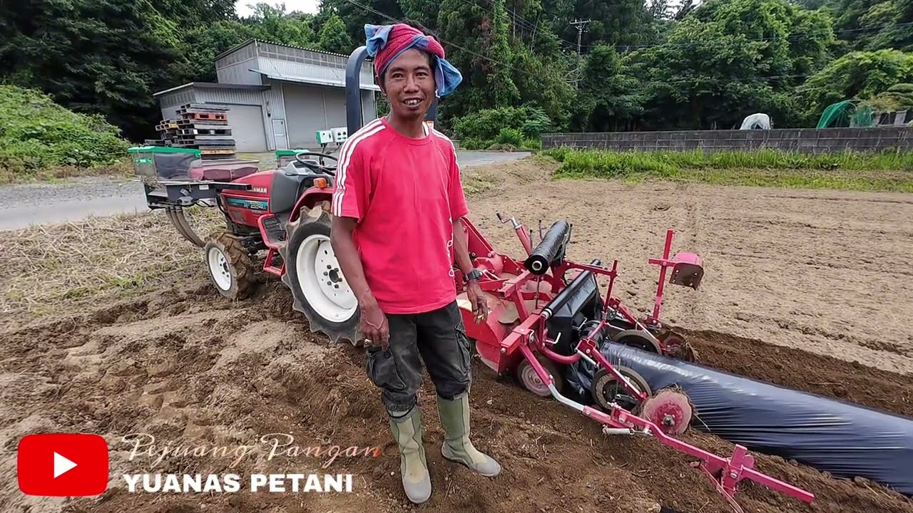 METODE PENANAMAN UBI JALAR DI JEPANG🍠🍠🍠🎌🎌