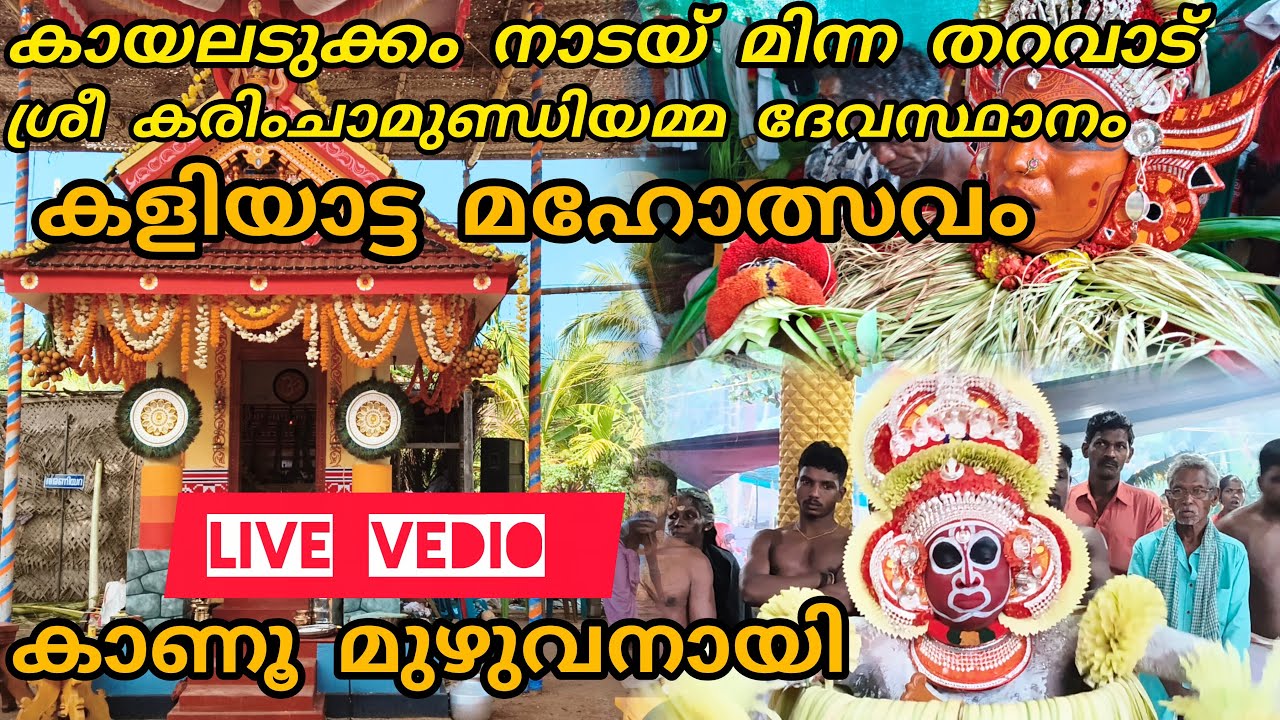 #live vedio#കായലടുക്കം നാടയ് മിന്ന തറവാട്ടിൽ കെട്ടിയാടിയ കുടുംബത്ത് panjuruli#kudumbatheyyam#