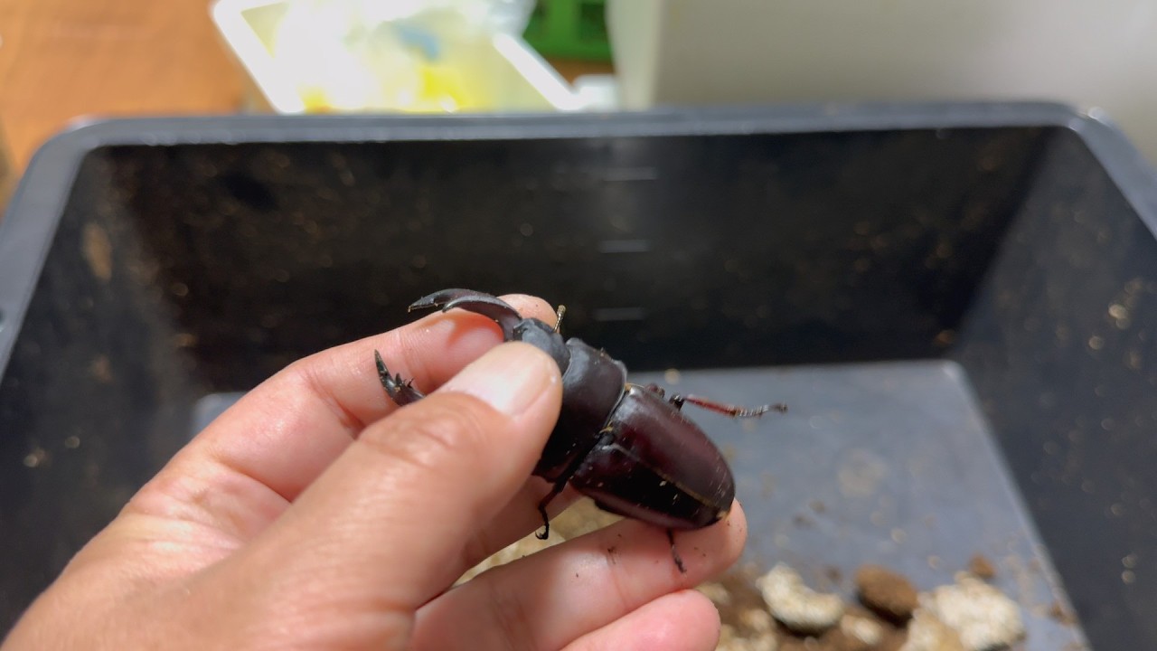 そういう感じのクワガタがいっぱい出てきた