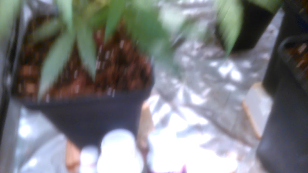 Cultivo interior vqtqv patrocinado por Thgrow.con testeo lec philips 315w y kaya solutions