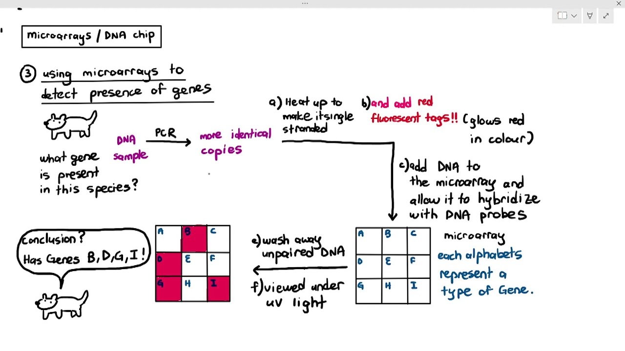 19-10 Microarray / DNA Chip - Part 1 (Cambridge AS A Level Biology, 9700)