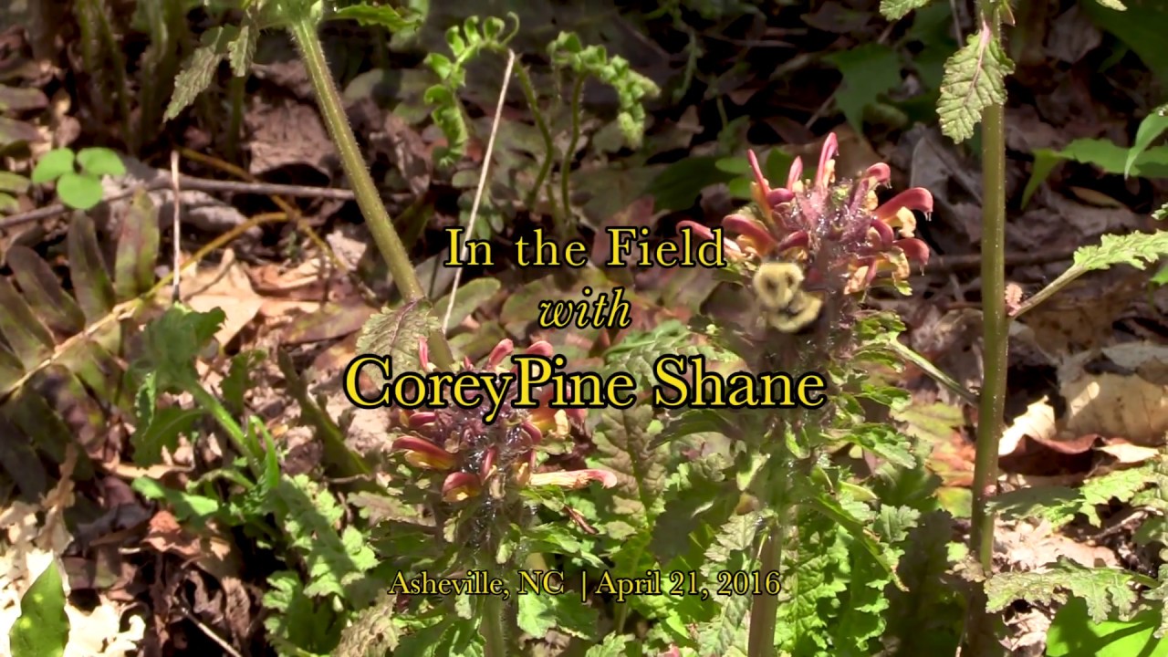 Pedicularis (Pedicularis canadensis) | CoreyPine Shane