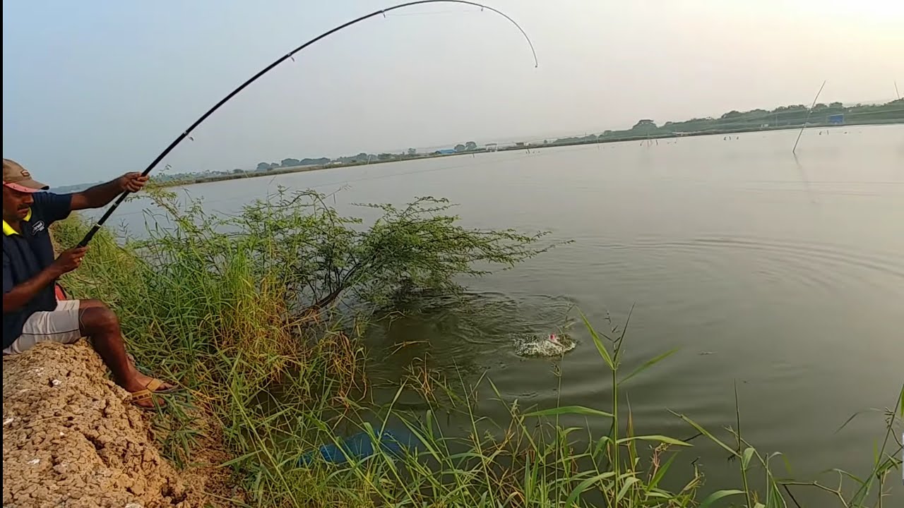 Fishing | Catching Rohu fishes & mrigal fishes