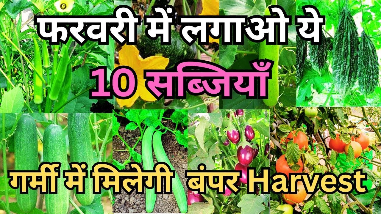 फरवरी में ये सब्जियाँ जरूर लगाइए | Bumper Harvest Tips | Home Gardening
