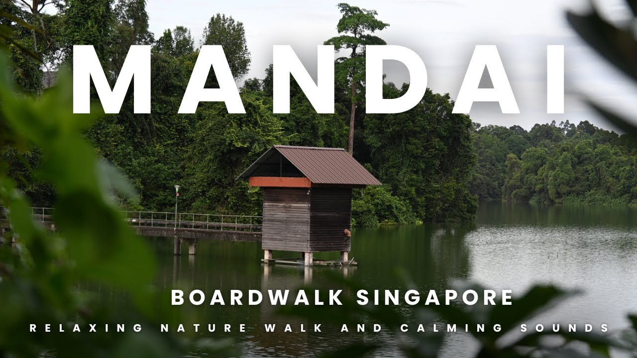 Mandai Boardwalk Singapore Relaxing Nature Walk & Calming Sounds