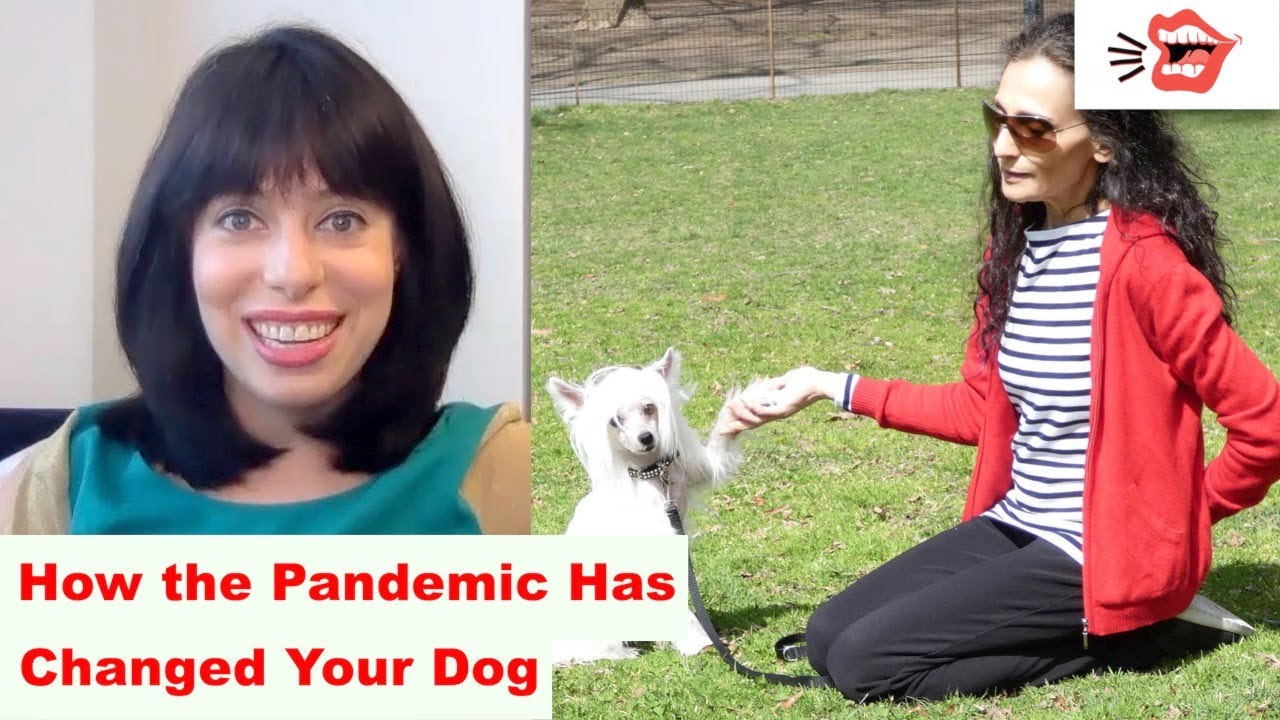 How the Pandemic Has Changed Your Dog