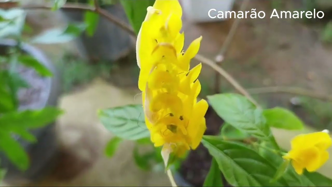 Camarão Amarelo: Cultivo e propagação