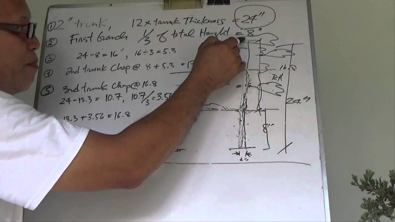 Bonsai Tutorials for Beginners: How to Make a Formal Upright (Chokkan) Style.