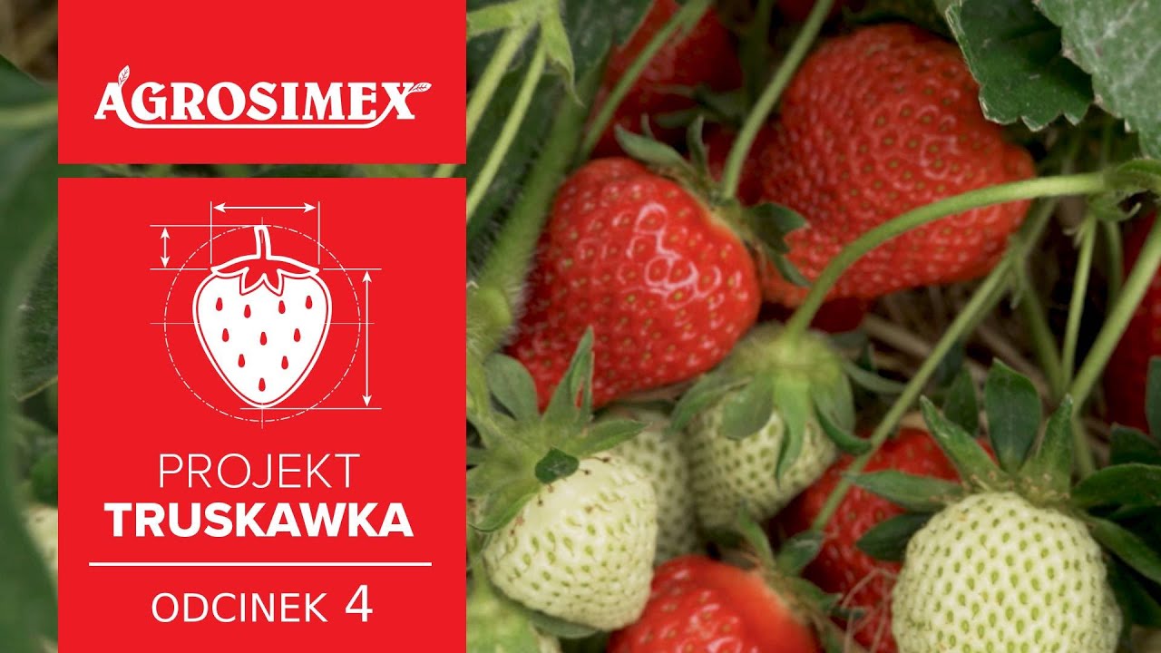 Truskawki w okresie zbioru owoców - Projekt Truskawka odc. 4, sezon 2023 | Agrosimex