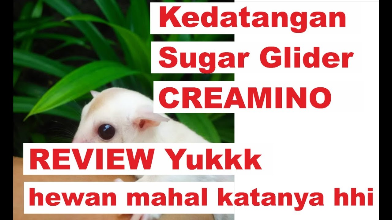 Kedatangan Sugar Glider Creamino. Review yuuuuksss
