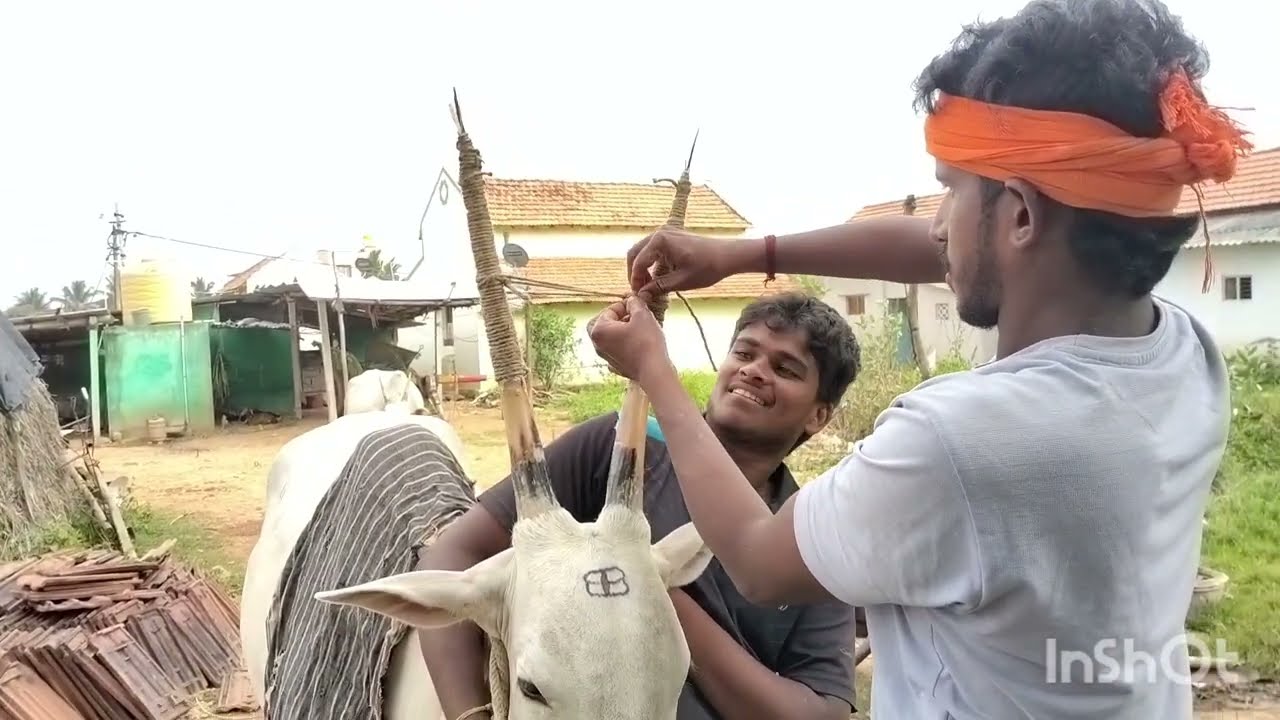 ಹಳ್ಳಿಕಾರ್ ಜಾನುವಾರು ಕೊಂಬು ಪ್ಯಾಚ್ ಮಾಡುವ ಪರಂಪರೆಯ ವಿಧಾನ | ✨ ᴄʜᴀᴘᴛᴇʀ 2 | ʜᴀʟʟɪᴋᴀʀ 🐂 ᴘᴀᴛᴄʜ ᴛʀᴇᴀᴛᴍᴇɴᴛ ✨ 