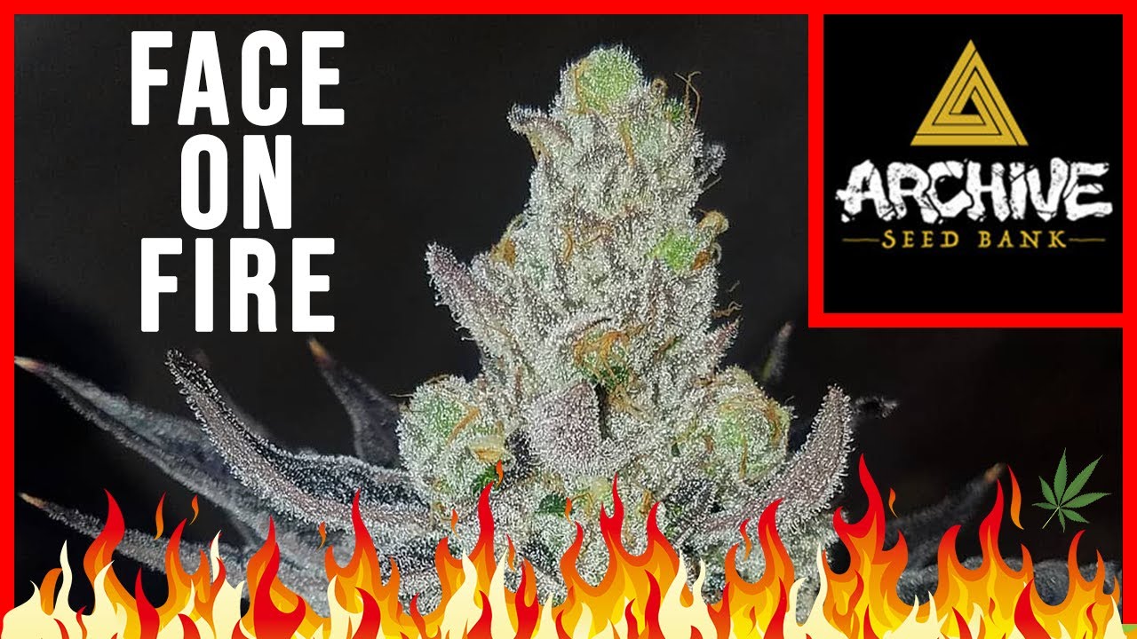 Face on Fire - Archive Seed Bank : STRAIN REVIEW