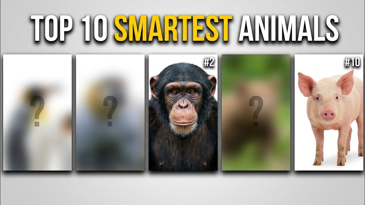 Top 10 Smartest Animals in the World (Some Will Surprise You)