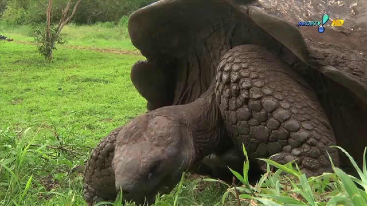 Conheça as tartarugas de Galápagos