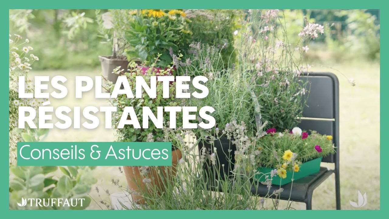 Les plantes résistantes ou peu gourmandes en eau - Truffaut