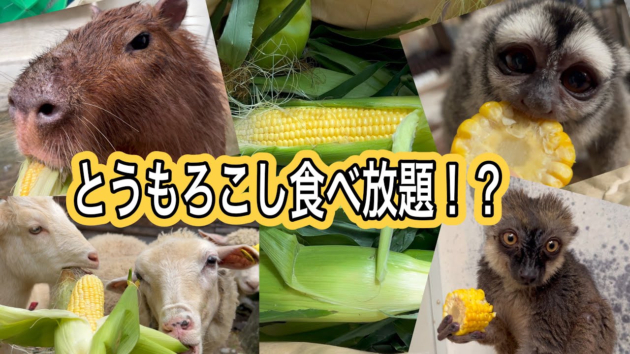 商品にならず捨てられるとうもろこし・・・。動物達には美味しいプレゼントとなりました！！